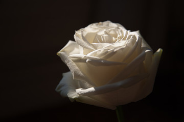 Rose blanche sur fond noir
