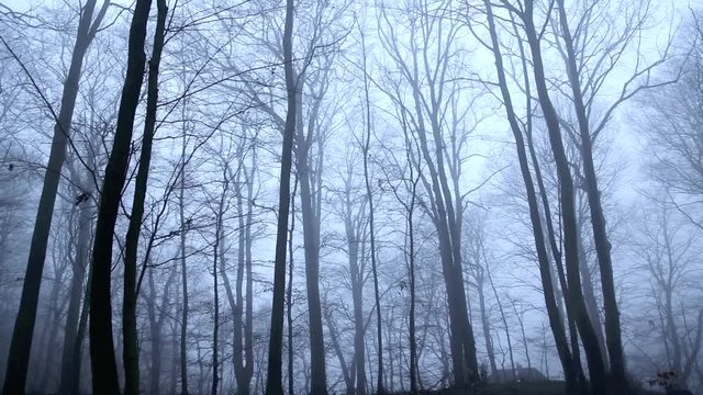 Unheimlicher Wald im Nebel, full HD 1080p Video Footage