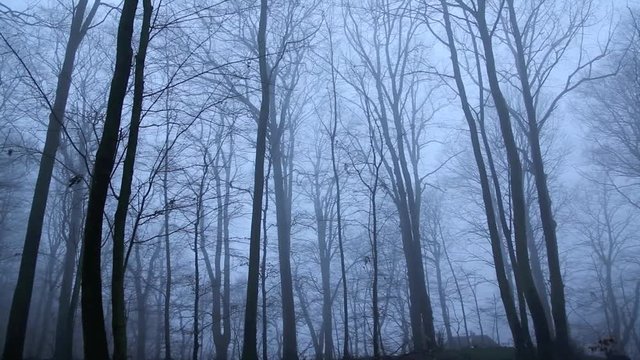Unheimlicher Wald im Nebel, full HD 1080p Video Footage