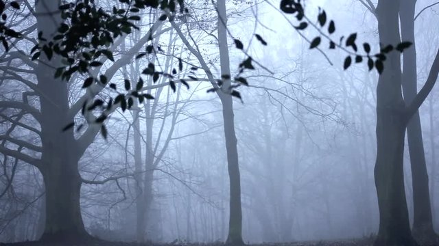 Unheimlicher Wald im Nebel, full HD 1080p Video Footage