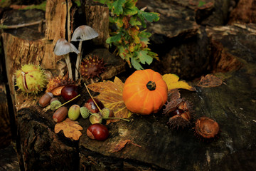 Autumn still life