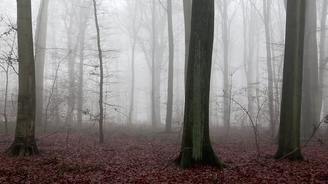Wald im Nebel, Schwenk nach oben auf Baumkronen, full HD 1080p Video Footage