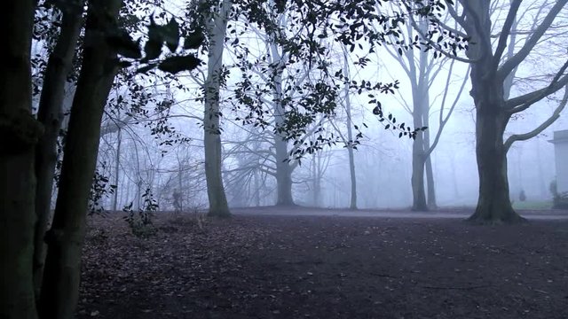 Jogger joggt durch nebligen Wald, full HD 1080p Video Footage