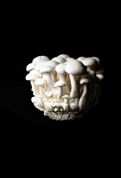 Cluster white mushrooms against black background