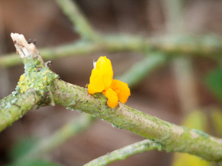 close up yellow fresh fungus winter autumn forest branch