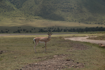 Naklejka na ściany i meble A Grant's Gazelle in Ngorongoro Crater