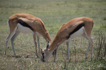 Naklejka na ściany i meble Two Thompson's Gazelles grazing in Ngorongoro Crater