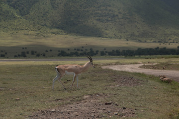 A Grant's Gazelle in Ngorongoro Crater
