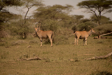 Naklejka na ściany i meble Two Elands near a bush in Ndutu plains in Ngorongoro 