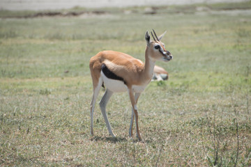 Naklejka na ściany i meble Thompson's Gazelles in Ngorongoro Crater