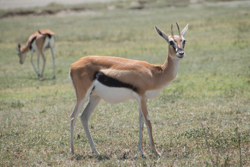 Thompson's Gazelles in Ngorongoro Crater