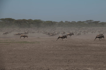 Fototapeta na wymiar Wildebeest Migration in Ndutu Plains part of the Great Serengeti Migration
