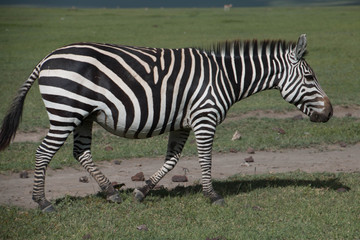 Fototapeta na wymiar The Zebras of Ngorongoro, Arusha Tanzania