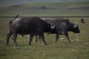 The Buffaloes of Ngorongoro Crater