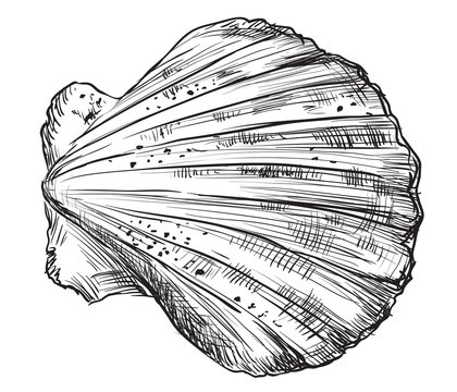 Hand drawing seashell-2