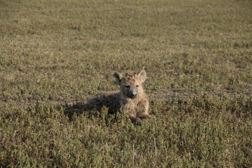 Hyena in Ngorongoro Crater Arusha Tanzania
