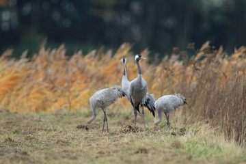 Common Cranes Grus Grus in the Field Mecklenburg ,Germany