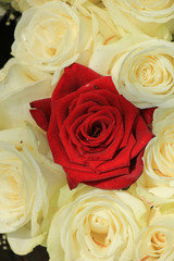 red and white roses