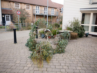 fallen tree plant pot pavement outside house urban wind