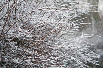Branch bushes under the snow. Winter background