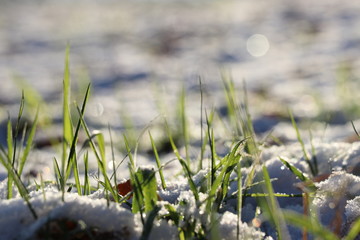 Gr&uuml;n im Schnee und Sonne