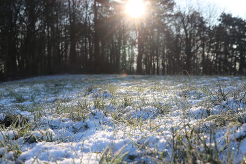Sonne im Schneewald
