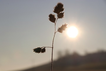 Kontrast Pflanze und Sonne