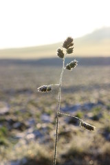 Grashalm in der Sonne und Frost
