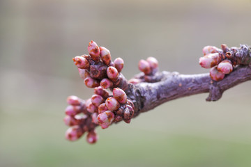 Prunus armeniaca, Armenian plum, apricot, Siberian apricot, Tibetan apricot, young pink buds on a branch. Blossoming buds in early spring. The first leaves on fruit trees.