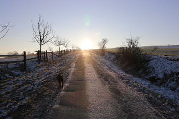 Hundespaziergang morgens