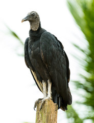 Coragyps atratus