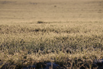 Frostiges Feld, Sonnenlicht