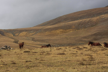 three brown horses