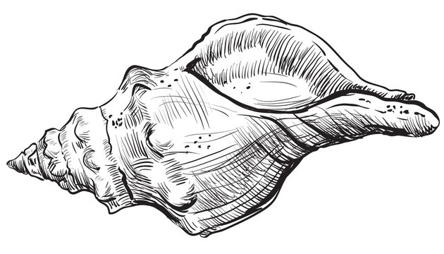 Hand drawing seashell-10