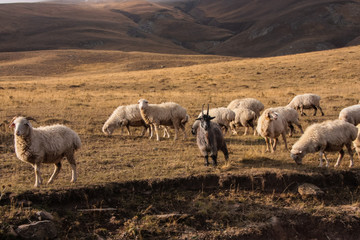goat and sheeps herd under low cloud