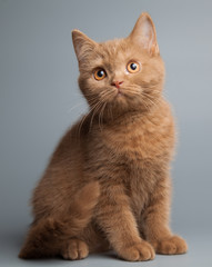 British shorthair cinnamon kitten