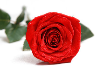 Rote Rosen