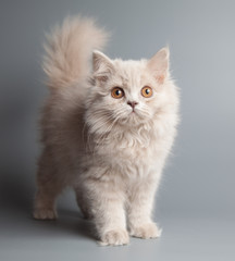 Fototapeta na wymiar British longhair lilac color kitten