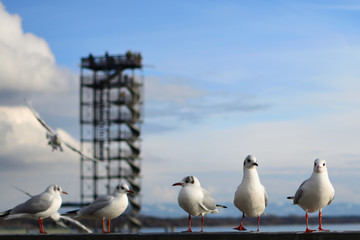 Möwen auf Geländer, Aussichtsturm an der Hafenmole, Friedrichshafen am Bodensee