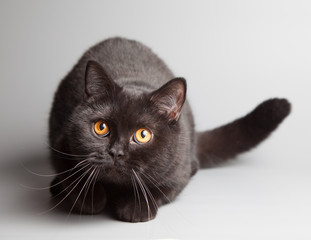 Black British shorthair cat on grey backgroun
