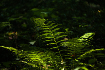 fern leaves