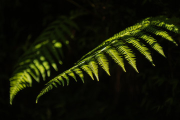 lightning fern leaf