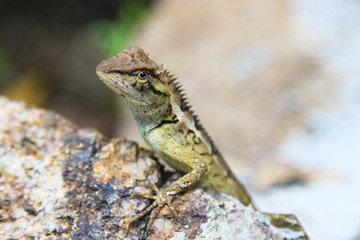 lizard