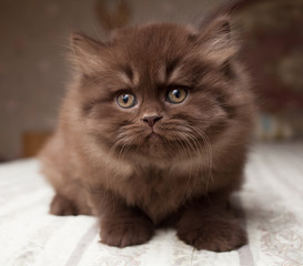 Fototapeta premium British longhair kitten, chocolate color, portrait, indoor