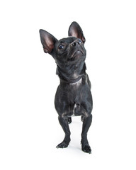 Black Chihuahua Dog Looking Up