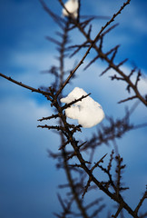 blackthorn twig with snow
