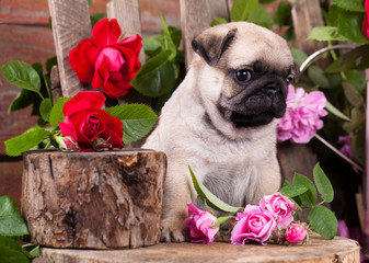 puppy pug and flowers roses