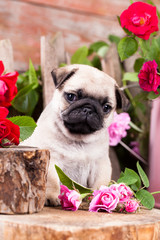 puppy pug and flowers roses
