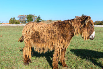 Poitou donkey at Ré Island, France