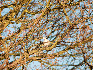 pigeon dove sat in trees bare branches autumn sky